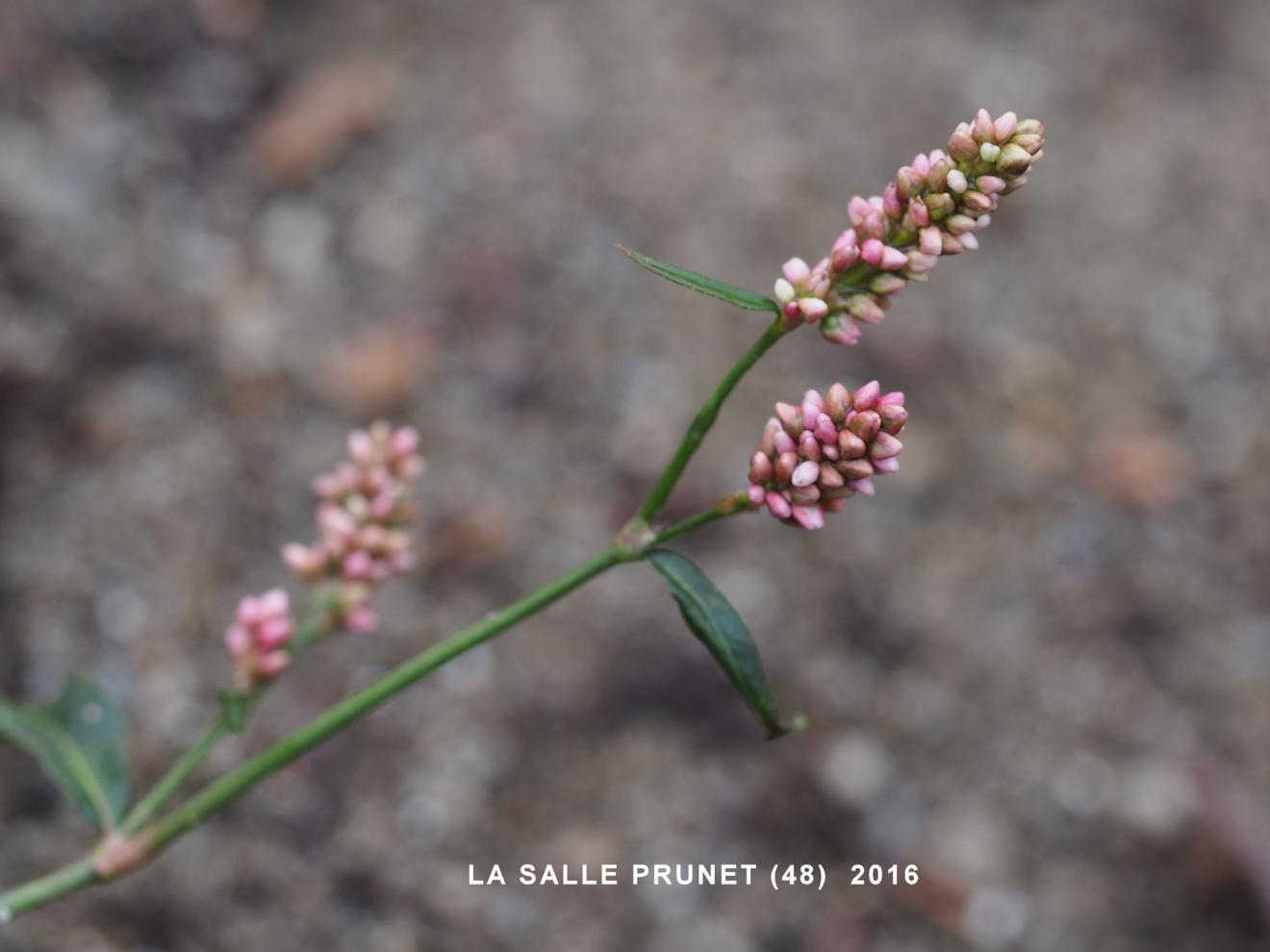 Persicaria